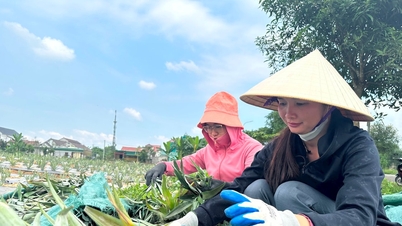 Trồng dứa - hướng đi mới giúp thoát nghèo ở miền núi