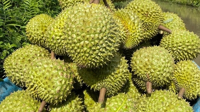 Sầu riêng Việt tồn dư thuốc bảo vệ thực vật vượt ngưỡng, EU tăng cường kiểm tra