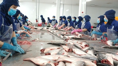 Xuất khẩu cá tra sang Trung Quốc lao dốc
