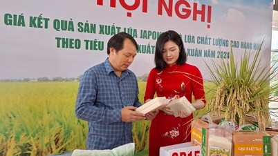 Trồng lúa có lãi, dân không bỏ ruộng