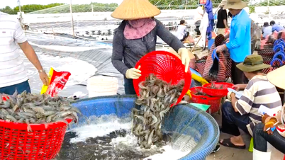 Ben Tre វិនិយោគជាង 500 ពាន់លានដុងនៅក្នុងតំបន់ចិញ្ចឹមបង្គាបច្ចេកវិទ្យាខ្ពស់។