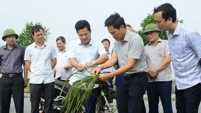 Nam Định tái thiết, khôi phục sản xuất nông nghiệp sau mưa lũ lịch sử