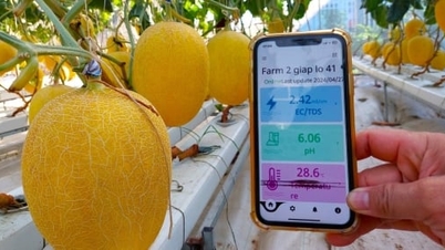 ការដាំដុះឪឡឹក hydroponic ដោយប្រើបច្ចេកវិទ្យាឌីជីថល