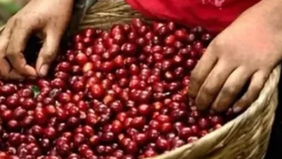 أسعار القهوة تسجل ارتفاعا قياسيا جديدا