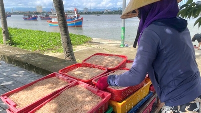 ប្រជាជននៅឃុំមួយក្នុងខេត្ត Quang Binh វាយយកត្រីតូចៗនៅសមុទ្រ ប្រាកដជាឈ្នះរង្វាន់ 5 លាន/ការធ្វើដំណើរទៅសមុទ្រ។