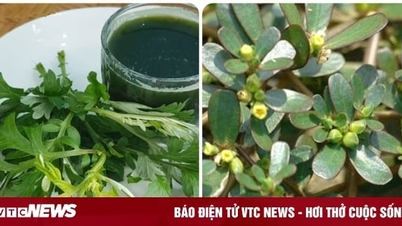 5 loại rau mọc dại được lương y dùng làm thuốc