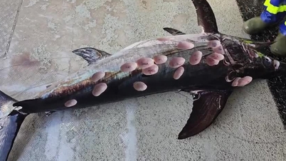 Swordfish survive with bodies full of holes