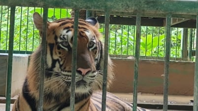 Quang Binh gasta 4.500 millones de dongs para construir una valla que proteja a siete tigres de Indochina