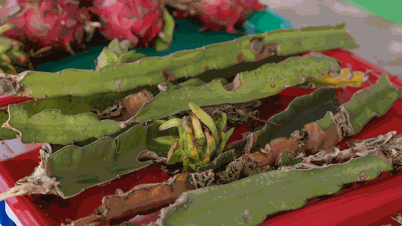 Effective solution to manage brown spot disease on dragon fruit
