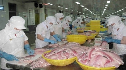 Cá tra Việt "đắt hàng" tại Hong Kong (Trung Quốc)