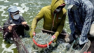 Xuất khẩu tôm năm 2023 dự kiến đạt 3,4 tỷ USD