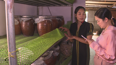 ក្លាយជាអ្នកមានខុសពីនារីជនជាតិ K'Ho នៅ Lam Dong ឆុងកាហ្វេក្នុងពាង ប្រែជាល្អ
