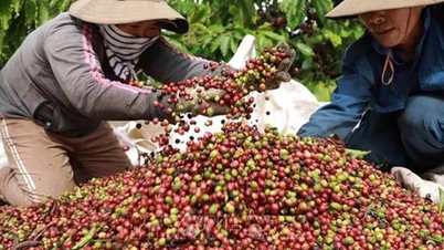 អ្នកដាំកាហ្វេរំភើបចិត្តចំពោះការប្រមូលផលល្អ និងតម្លៃល្អ។