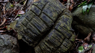 23 million year old petrified mangrove forest discovered