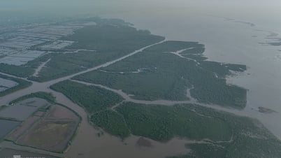 Thai Binh redefines the area of ​​Tien Hai Nature Reserve