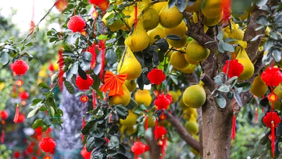 ក្រូចថ្លុង Dien លាបពណ៌តាមដងផ្លូវទីក្រុងហូជីមិញ ពណ៌លឿង តម្លៃ ១០-៨០លានដុង ប៉ុន្តែនៅតែទាក់ទាញអតិថិជន