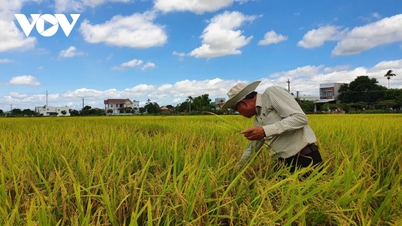Vietnamese agricultural products are now on many supermarket shelves in Europe.