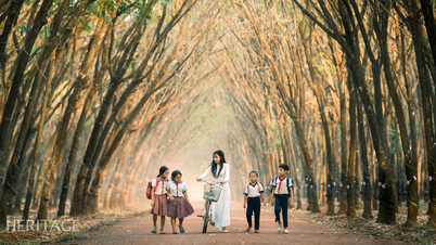 Khi rừng cao su thay lá