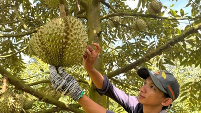 Tighten quality of fruit exported to China