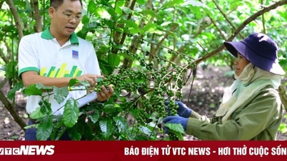 Cà phê tăng 20% năng suất, tiết kiệm 15% chi phí nhờ bón phân hợp lý