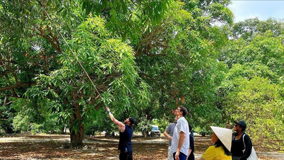 ជនជាតិ Cam Lam ធ្វើទេសចរណ៍ពីដើមស្វាយបុរាណ