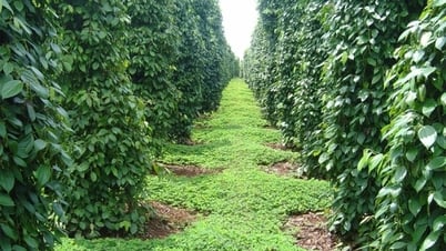 Trong nước đồng loạt tăng trở lại