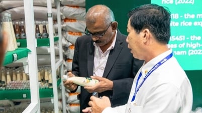Export rice price falls below 600 USD/ton, businesses should buy for reserve