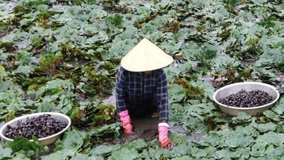 Growing water chestnuts in An Giang from Taiwan, swimming in the pond all day, producing fruits called tubers, people sell them for money