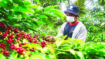 Coffee export prices suddenly turn down