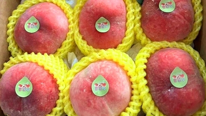 250,000 VND per kg of Chinese peaches