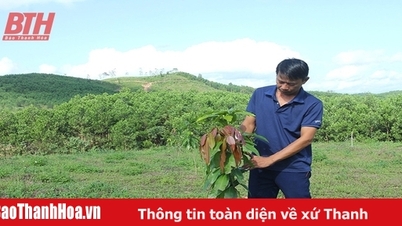Phát triển cây trồng thế mạnh khu vực miền núi