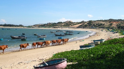 After 8 years of suspension, Ninh Thuan prepares to build nuclear power