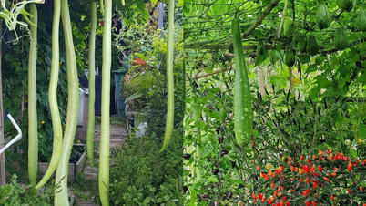 Un Français avec un jardin rempli de légumes vietnamiens : les internautes l'adorent
