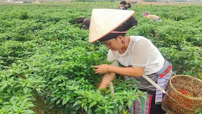 Tam Duong (Lai Chau)៖ ដាស់ស្មារតីងើបឡើងពីភាពក្រីក្រក្នុងចំណោមជនជាតិភាគតិច