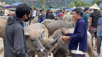 "ជាន់ជួញដូរក្របី" ដ៏ធំបំផុតនៅភាគពាយ័ព្យ