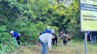 Hàng trăm tình nguyện viên tham gia nhặt rác bảo vệ môi trường và rạn san hô bán đảo Sơn Trà