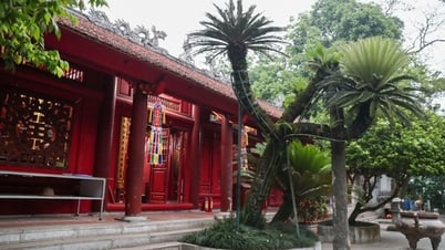 គយគន់ដើមត្រែងអាយុ ៨០០ ឆ្នាំ។