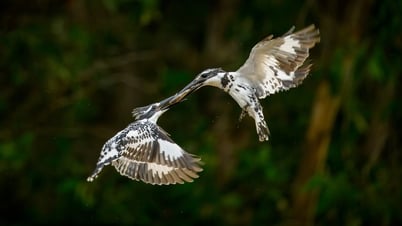 Tourists enjoy seeing flocks of birds naturally nesting in Hoan Kiem Lake.