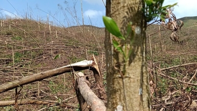 El Ministerio de Agricultura y Desarrollo Rural recomienda que las provincias implementen el decreto sobre liquidación de bosques plantados, prestando atención a los bosques dañados por la tormenta YAGI.
