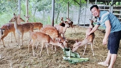 머리에 영양분이 풍부한 물질을 키우는 동물인 사슴은 야생 동물입니다. 투옌꽝에서 자란 사람들은 매우 부유합니다.
