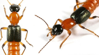 How to deal with highly toxic ants appearing in the house?