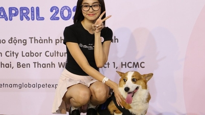 Corgi mũm mĩm thi marathon, nhiều chú quên cả chạy