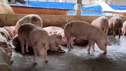 Đi ngang trên toàn quốc