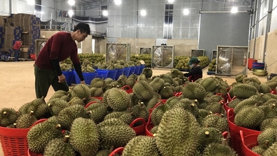 Sầu riêng rớt giá, thương lái năn nỉ nông dân bán giá thấp để cắt lỗ