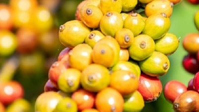 Giá nông sản ngày 20/10/2024: Cà phê, hồ tiêu cùng tăng nhẹ