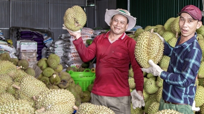 កសិករ​ខេត្ត Khanh Hoa រំភើប​ចិត្ត​ព្រោះ​តម្លៃ​ធូរេន​ឡើង​ថ្លៃ​ជា​លើក​ដំបូង