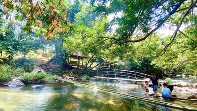 ព្រៃបុរាណរីកដុះដាលនៅលើភ្នំខ្ពស់នៃខេត្ត Binh Dinh
