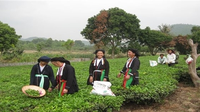 ដុងហ៊ី (ថៃ ង្វៀន)៖ យកចិត្តទុកដាក់ជួយឧបត្ថម្ភជនជាតិភាគតិច ដើម្បីស្ថិរភាពជីវភាពរស់នៅ និងរួចផុតពីភាពក្រីក្រ។