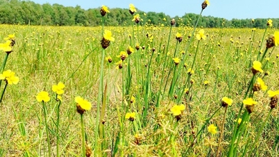 The beauty of Indian orchids in Tram Chim National Park