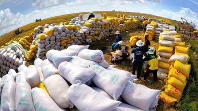 ‘Hạt ngọc’ Việt ‘ôm’ về 4 tỷ USD, nhiều đơn hàng rất lớn ở Đông Nam Á